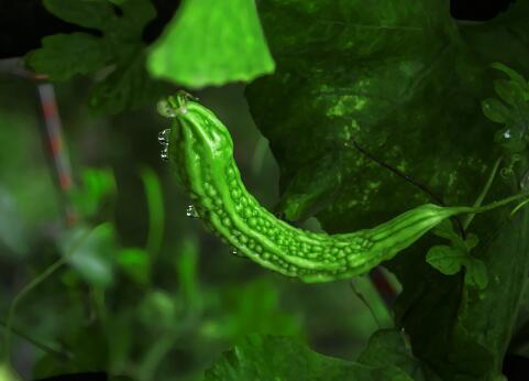 “葫芦科植物”苦瓜一般怎么吃？不能和什么食物一起吃？