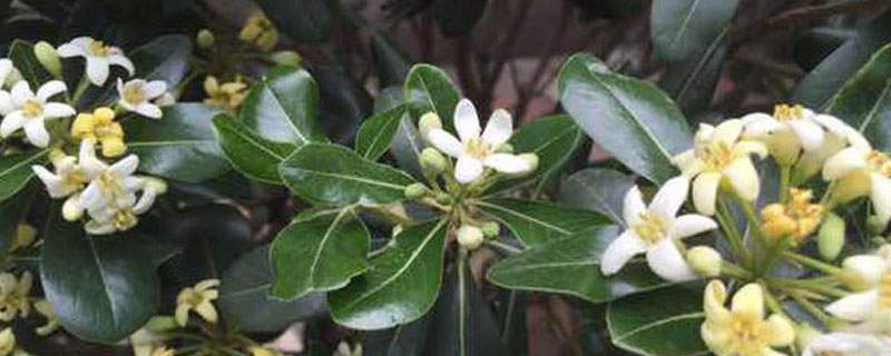 夜兰花如何种植产量高