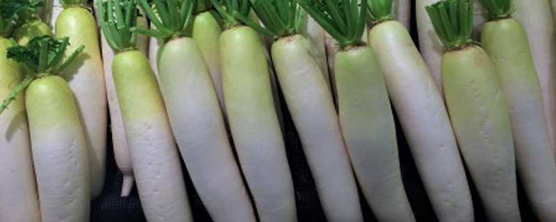 冬萝卜什么时候播种