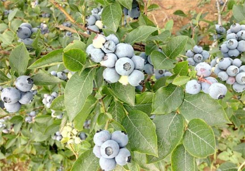 蓝莓