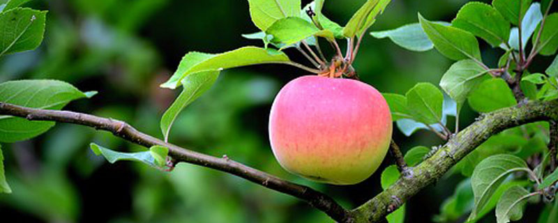 苹果嫁接时间和方法
