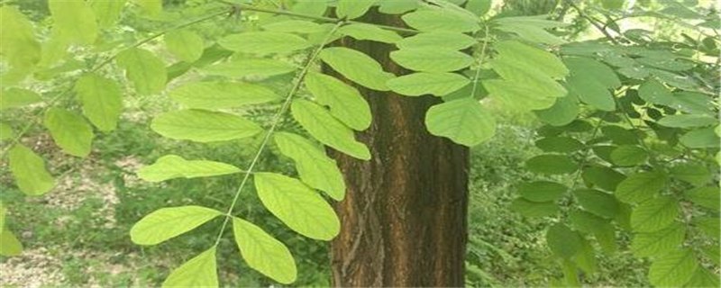 槐树生虫了怎么办