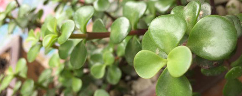 金枝玉叶怎么养才变红