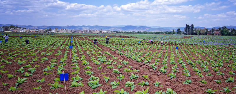 烟草种植基地