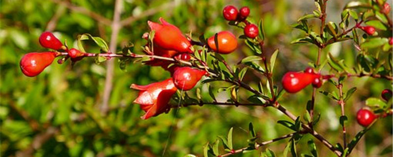 石榴树什么时候移栽