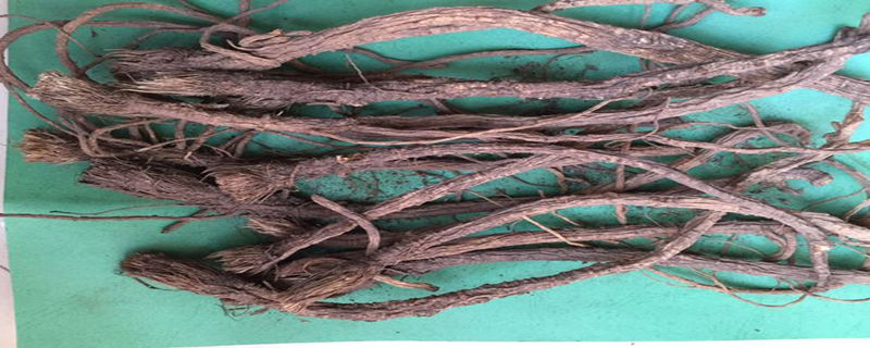 防风的种植方法