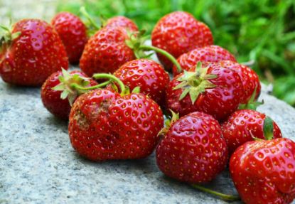 盆栽草莓的种植技术和方法要点详解