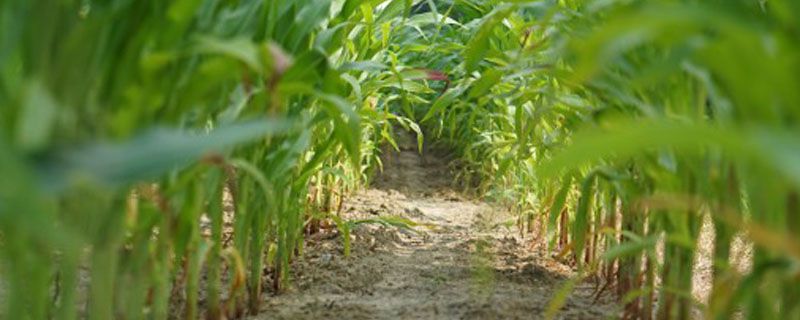 玉米药害解救方法