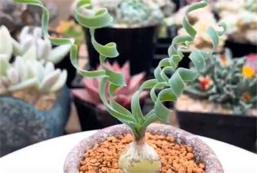 弹簧草大概几月开花？四大办法解决叶尖枯黄问题！