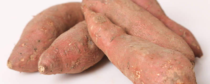 红薯的块茎