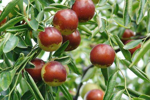 冬枣多少钱一斤？