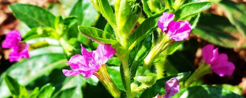 紫花满天星的种植方法