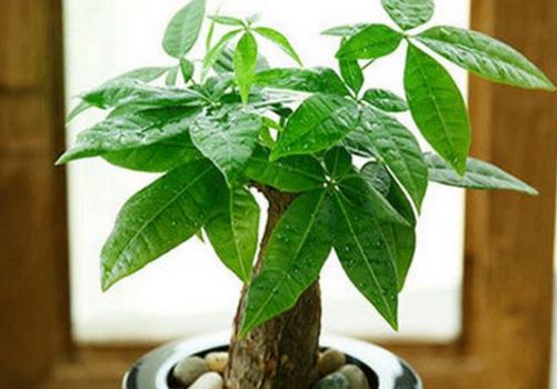 发财树养殖