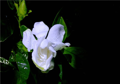 栀子花(水横枝)的养殖方法和注意事项有哪些?
