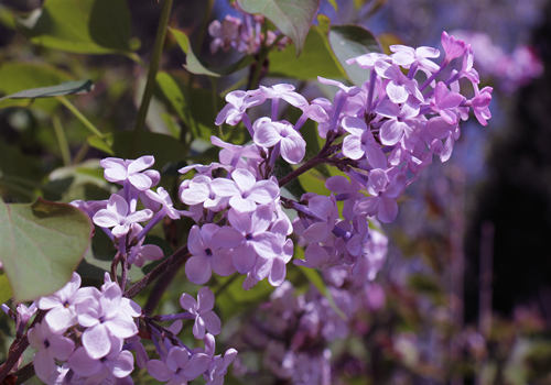 紫丁香