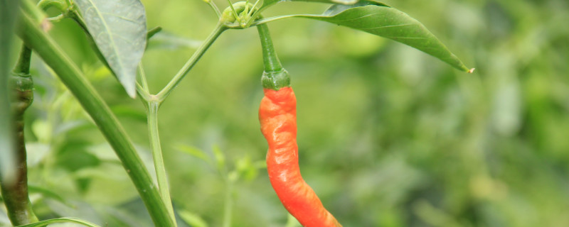 生长中的指天椒