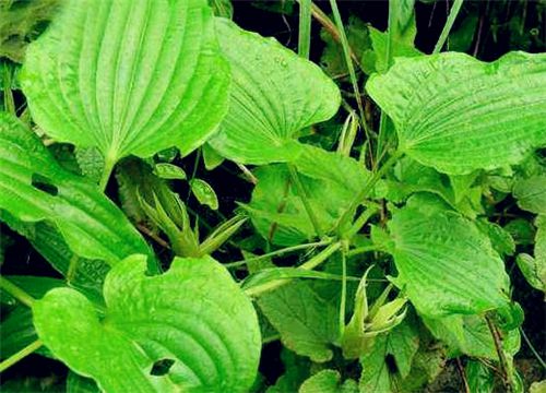 百部种植技术