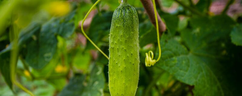 黄瓜5