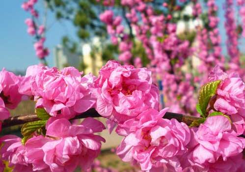 榆叶梅（小桃红）的养殖方法