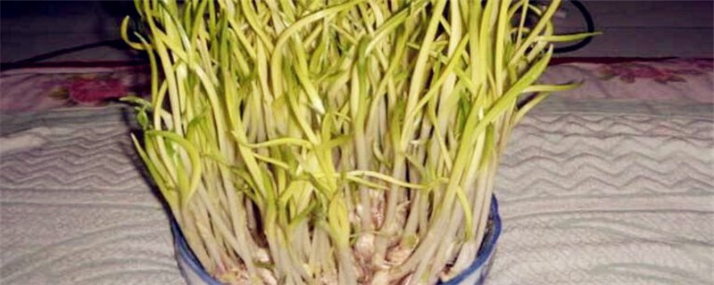 家里怎么种蒜黄