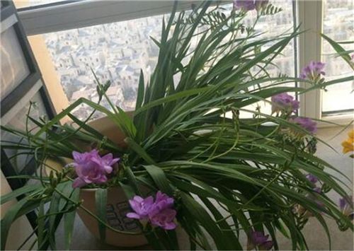 香雪兰一年开几次花？这样养可提前开花！