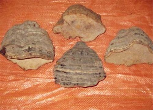 具有抗癌功效的“桦菌芝”价格多少钱一斤?