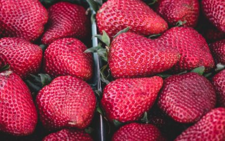 盆栽草莓的种植技术和方法要点详解