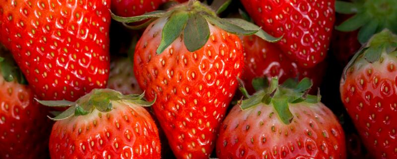 草莓种子什么时候播种