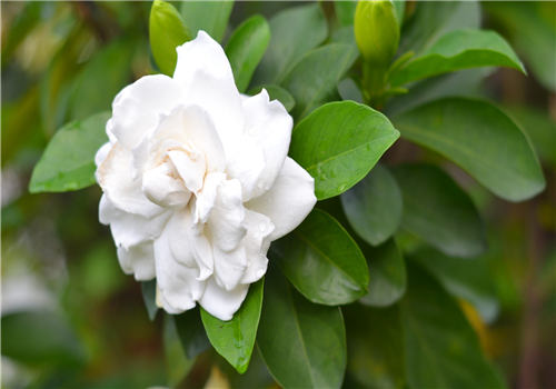栀子花(水横枝)的养殖方法和注意事项有哪些?