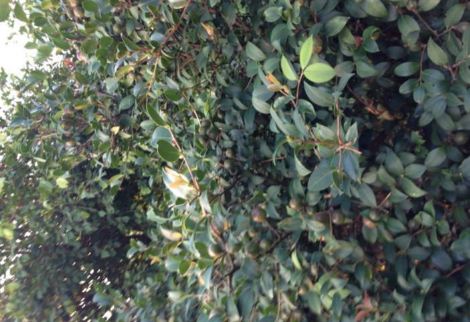 油茶树种植管理方法