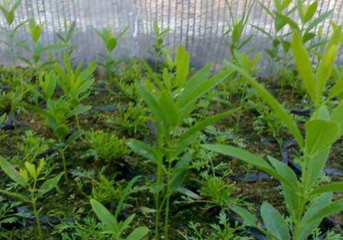 “黄金之树”檀香(浴香)的种植方法