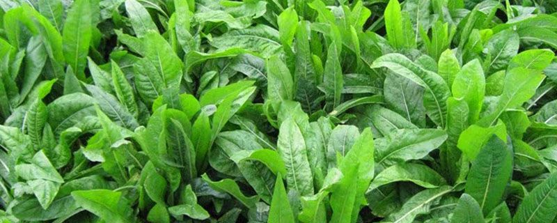将军菊苣牧草种植方法
