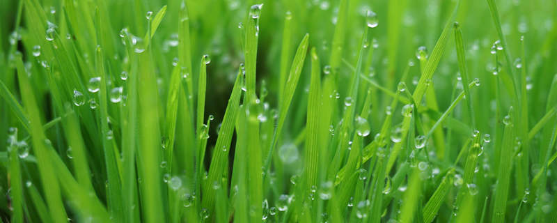 高丹草种植技术