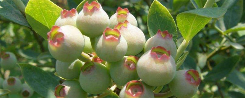 蓝莓几月开花
