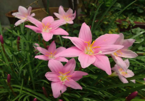 风雨兰几月开花