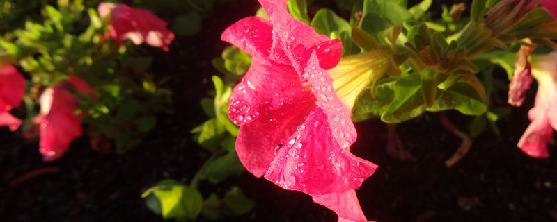 喇叭花的特点是什么