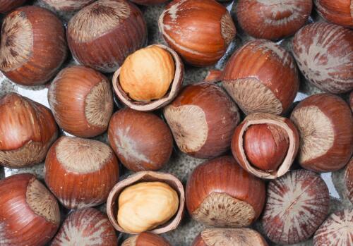 成熟的榛子果实