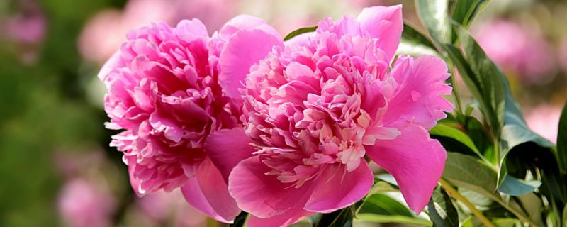 牡丹花如何种植