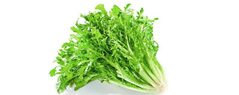 苦菊什么时候播种
