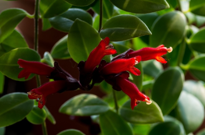 这4种吊兰你养了吗，四季常青还能开花！