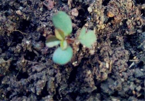 玫瑰花籽怎么种