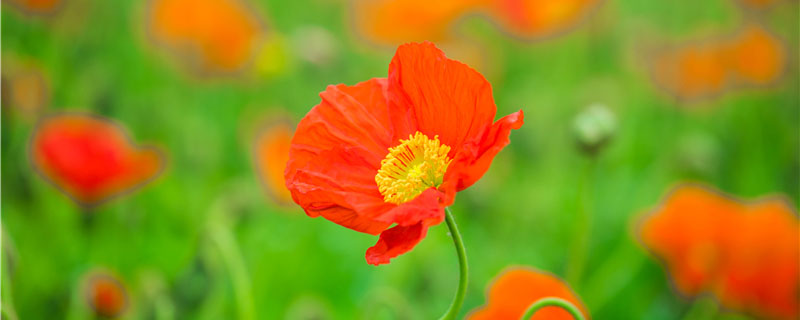 虞美人可以种植吗