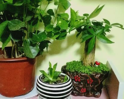 盆栽发财树怎么养