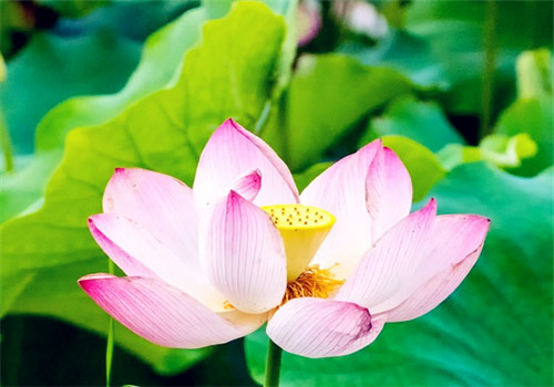 荷花的象征意义