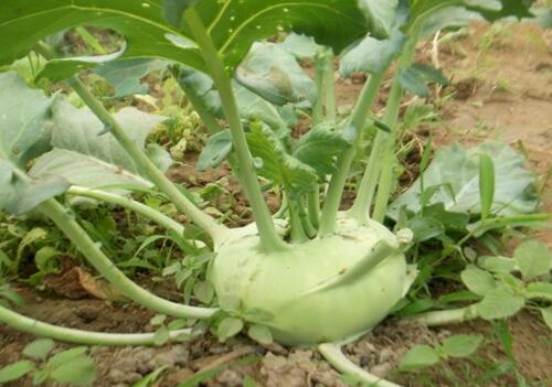 芥菜疙瘩（玉根）怎么种？