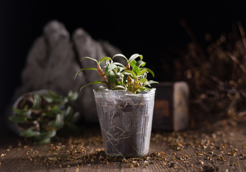 铁皮石斛种植技术