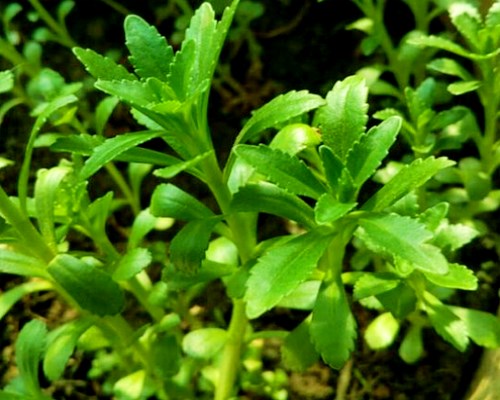 养心菜种植技术:什么时候种植?