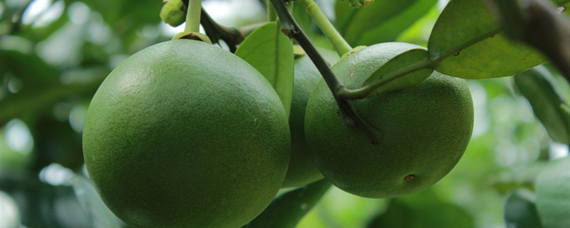 柚子子能种吗