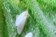 蔬菜上的白飞虱如何治 蔬菜上的白飞虱如何治