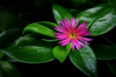 这4种吊兰你养了吗（四季常青还能开花）